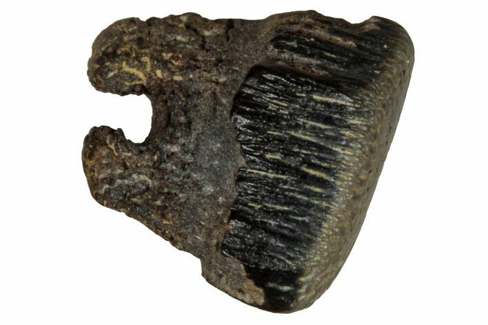Fossil Freshwater Ray (Myledaphus) Tooth - Wyoming #356973